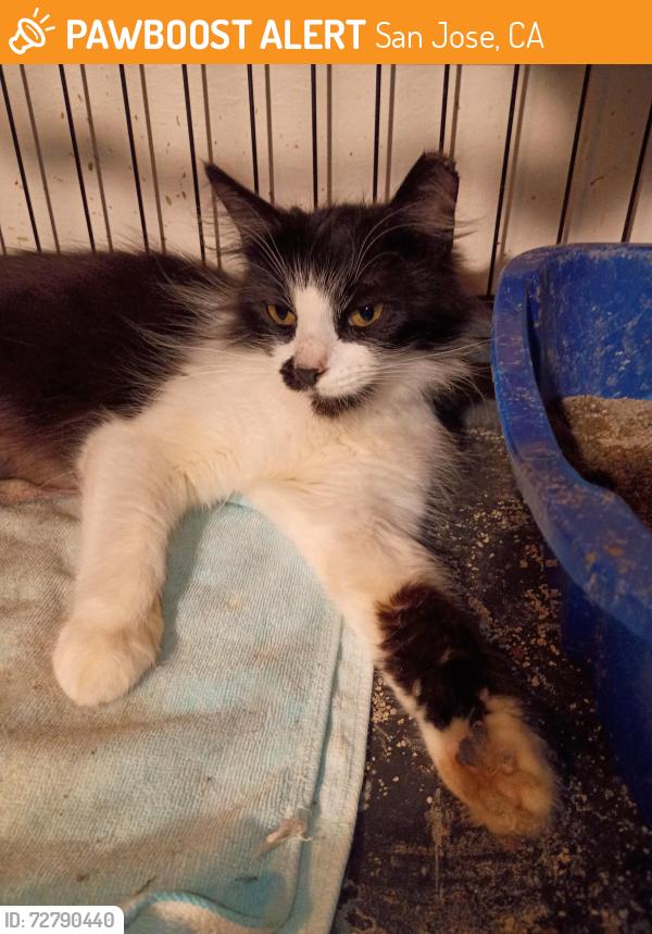 Found/Stray Female Cat last seen Sylvan Drive, Flint Road, San Jose, CA 95148
