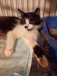 Found/Stray Female Cat last seen Sylvan Drive, Flint Road, San Jose, CA 95148