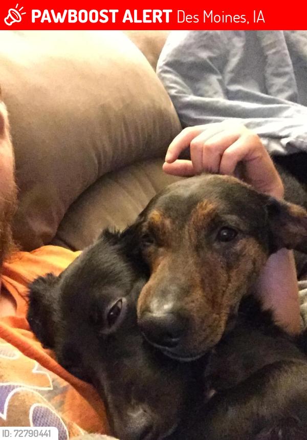 Lost Male Dog last seen Lyon and e 24th street, Des Moines, IA 50317
