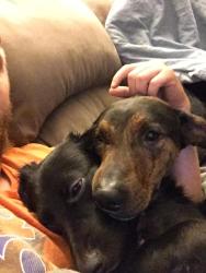 Lost Male Dog last seen Lyon and e 24th street, Des Moines, IA 50317