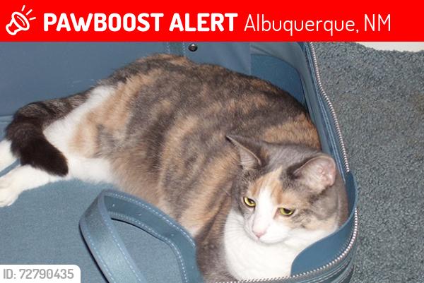 Lost Female Cat last seen Louisiana and Zuni, Albuquerque, NM 87108