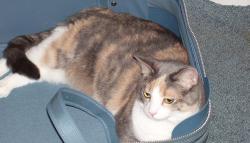 Lost Female Cat last seen Louisiana and Zuni, Albuquerque, NM 87108