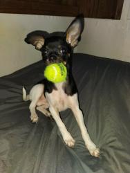 Lost Male Dog last seen Near n Portland road , Portland, OR 97203