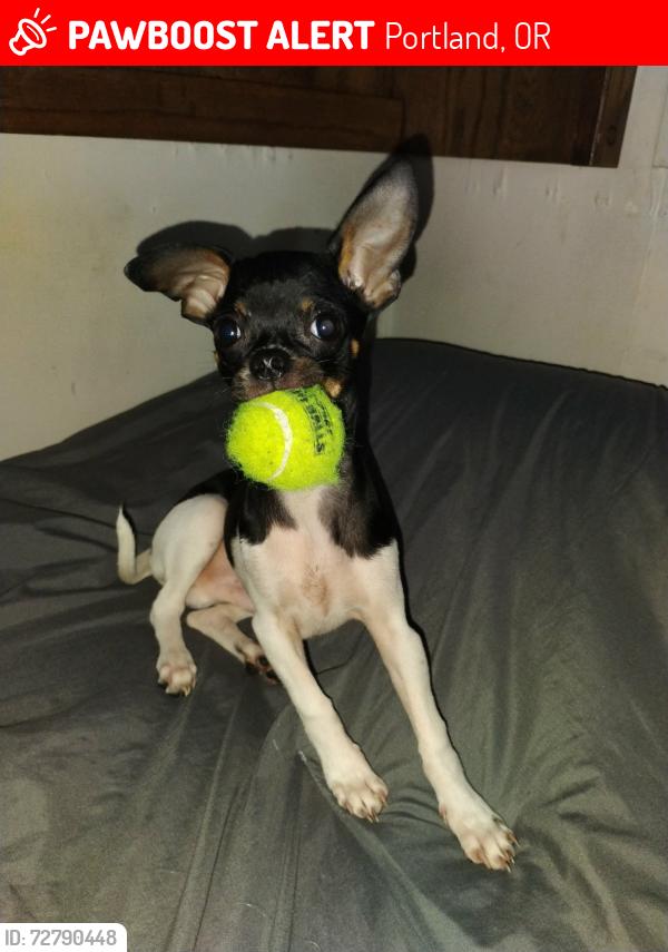 Lost Male Dog last seen Near n Portland road , Portland, OR 97203
