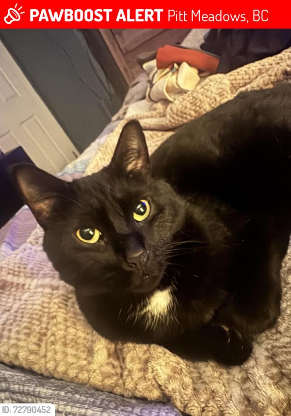 Lost Male Cat last seen Near ave pitt meadows or Harris Road, Pitt Meadows, BC 