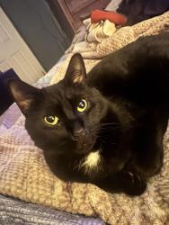 Lost Male Cat last seen Near ave pitt meadows or Harris Road, Pitt Meadows, BC 