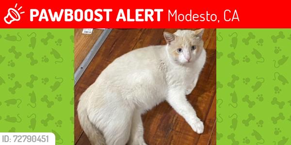 Lost Male Cat last seen Kearney Avenue , Modesto, CA 95350
