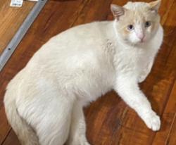 Lost Male Cat last seen Kearney Avenue , Modesto, CA 95350