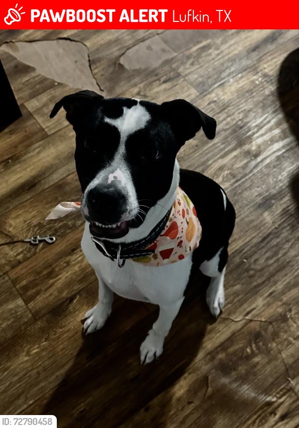 Lost Female Dog last seen First St, Denman Ave, Pineywoods School, Maytag laundry, Lufkin, TX 75901