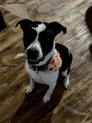 Lost Female Dog last seen First St, Denman Ave, Pineywoods School, Maytag laundry, Lufkin, TX 75901
