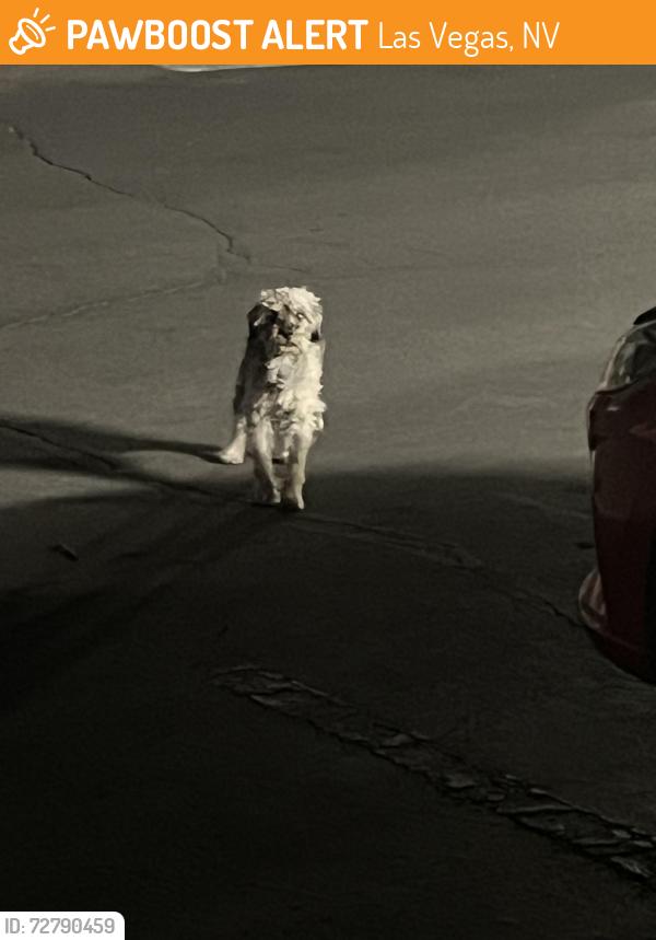 Found/Stray Unknown Dog last seen By the front gate , Las Vegas, NV 89121