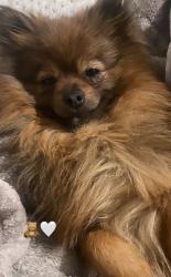 Lost Male Dog last seen Star valley , Valencia West, AZ 85757