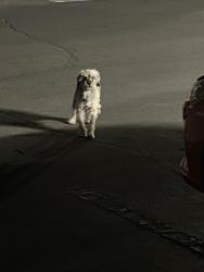 Found/Stray Unknown Dog last seen By the front gate , Las Vegas, NV 89121