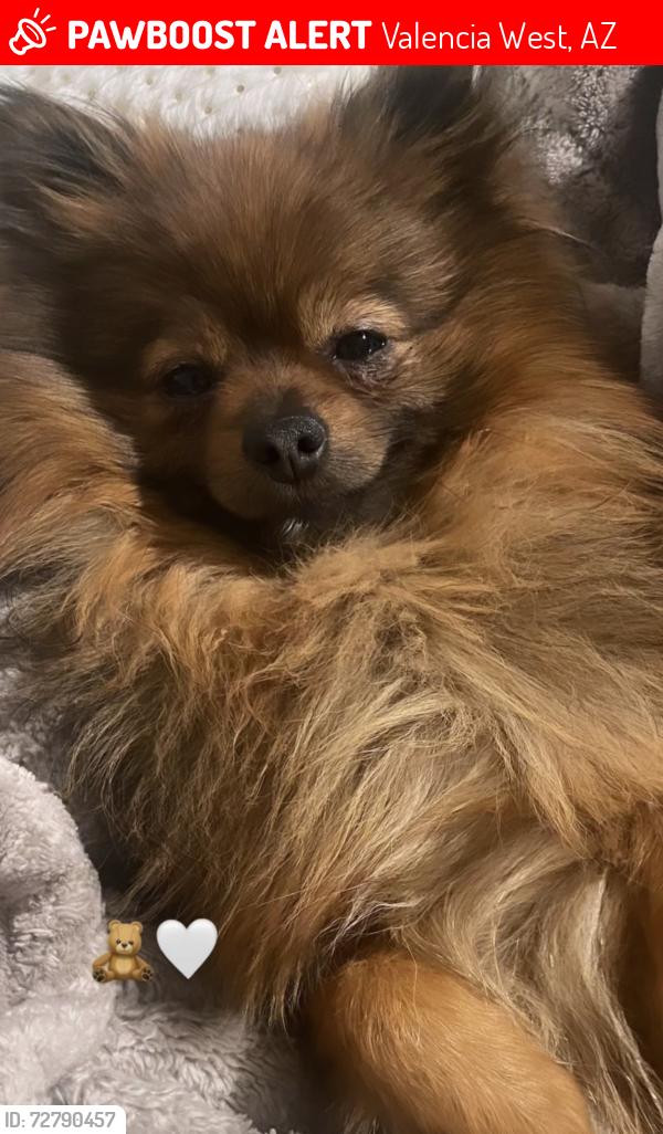 Lost Male Dog last seen Star valley , Valencia West, AZ 85757