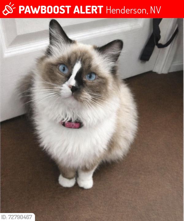 Lost Female Cat last seen Stefany and paseo verde, Henderson, NV 89012