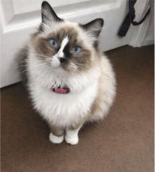 Lost Female Cat last seen Stefany and paseo verde, Henderson, NV 89012