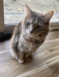 Lost Female Cat last seen Machado park and E joiner pkwy, Lincoln, CA 95648