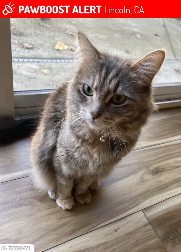 Lost Female Cat last seen Machado park and E joiner pkwy, Lincoln, CA 95648