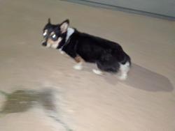 Found/Stray Unknown Dog last seen Orme and hillside quik trip, Wichita, KS 67211