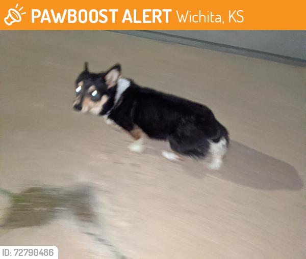Found/Stray Unknown Dog last seen Orme and hillside quik trip, Wichita, KS 67211