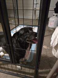 Found/Stray Unknown Dog last seen Walker and Woodlake, Little Elm, TX 75068