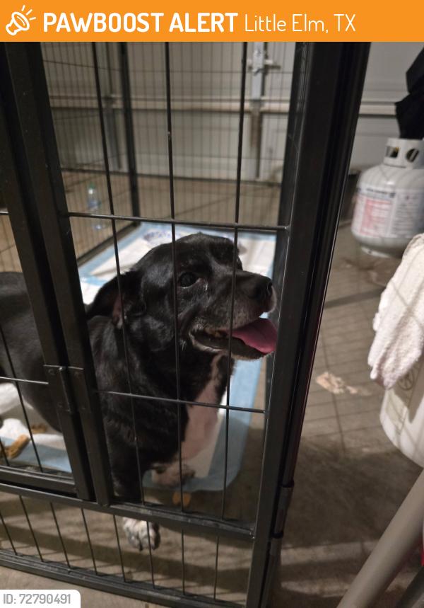 Found/Stray Unknown Dog last seen Walker and Woodlake, Little Elm, TX 75068