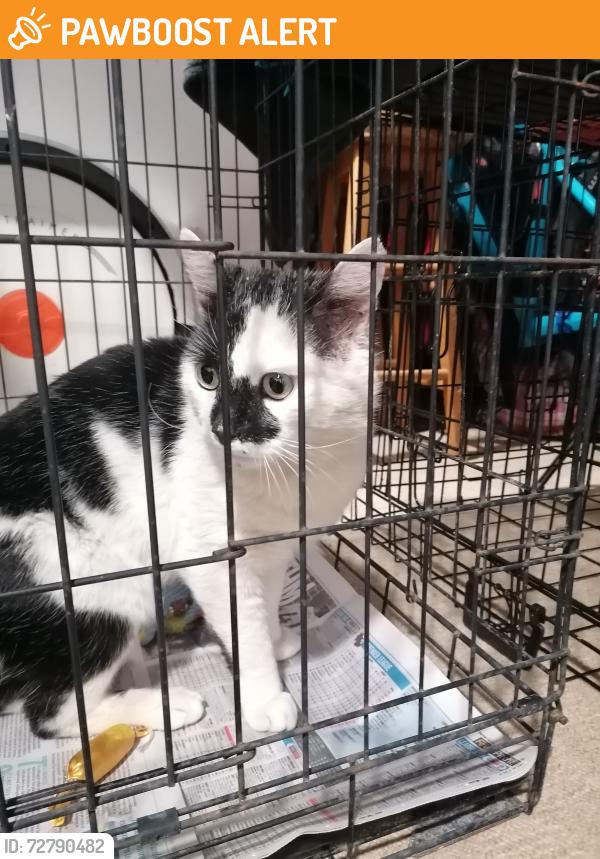 Surrendered Male Cat last seen SN5 8DU, Toothill, England SN5 8HH