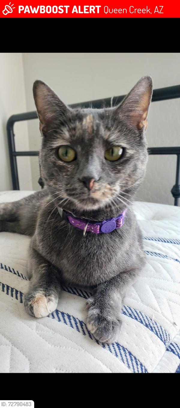 Lost Female Cat last seen Ocotillo and Meridians, Queen Creek, AZ 85242