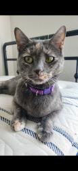 Lost Female Cat last seen Ocotillo and Meridians, Queen Creek, AZ 85242