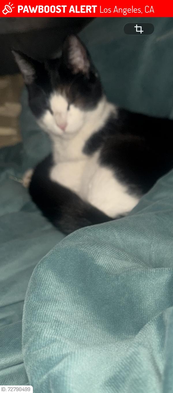 Lost Female Cat last seen king , Los Angeles, CA 90062