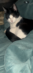 Lost Female Cat last seen king , Los Angeles, CA 90062