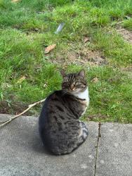 Found/Stray Unknown Cat last seen My garden , Eversholt, England MK17