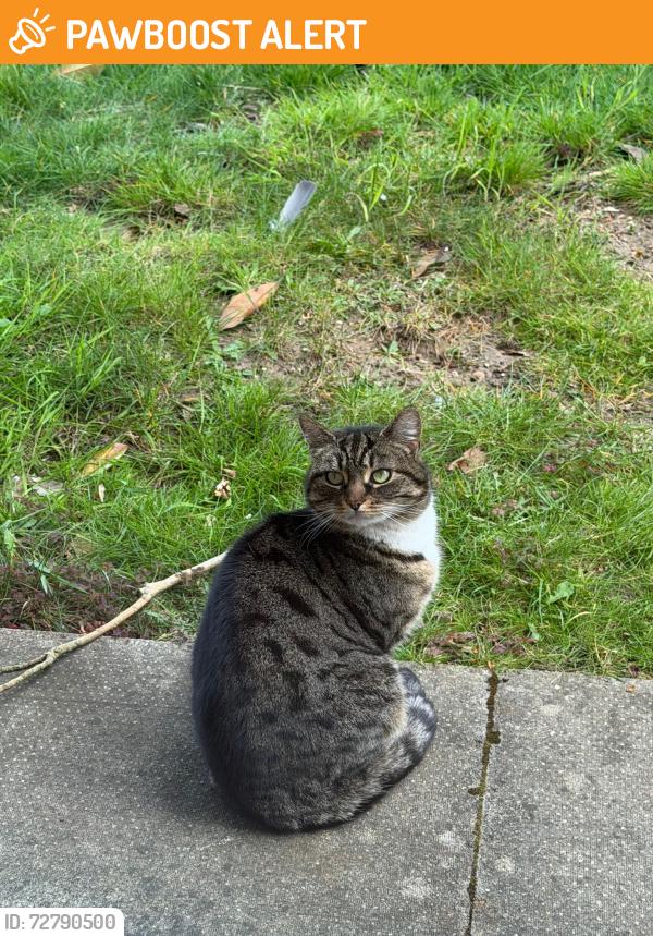 Found/Stray Unknown Cat last seen My garden, Eversholt, England MK17
