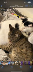 Reunited Female Cat last seen Bel Air/Chevy Chase Ct, Fairfield, CA 94533