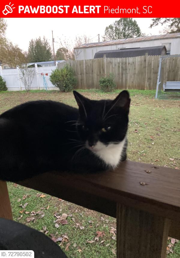 Lost Female Cat last seen somewhere , Piedmont, SC 29673