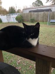 Lost Female Cat last seen somewhere , Piedmont, SC 29673