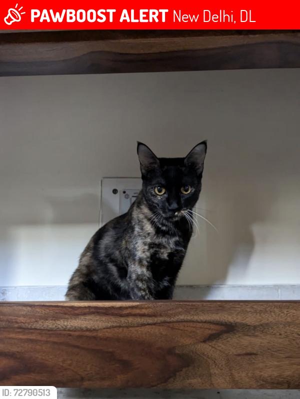 Lost Female Cat last seen Godavari apmt Alaknanda, New Delhi, DL 110019