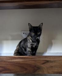 Lost Female Cat last seen Godavari apmt Alaknanda, New Delhi, DL 110019