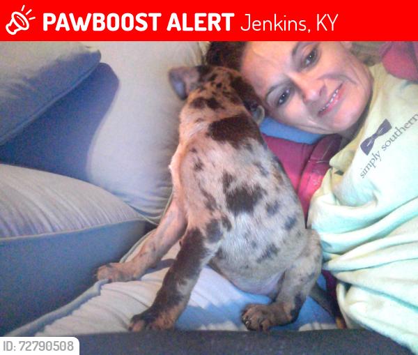 Lost Female Dog last seen Jenkins Public Libray, Jenkins, KY 41537
