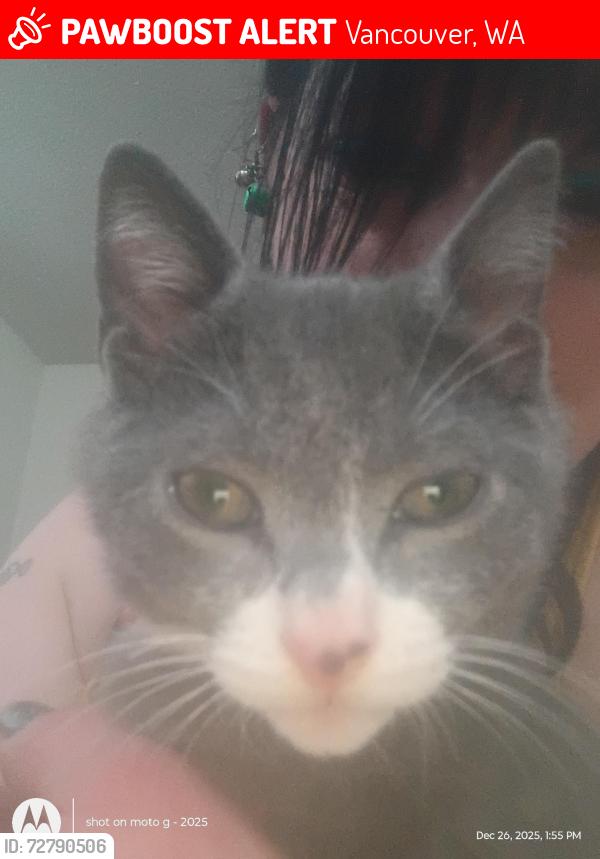 Lost Male Cat last seen Near  ne hwy 99 by coffee Creek church, Vancouver, WA 98663