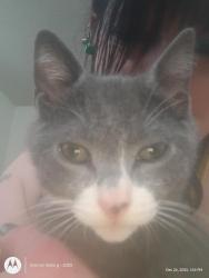 Lost Male Cat last seen Near  ne hwy 99 by coffee Creek church, Vancouver, WA 98663