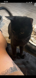 Lost Male Cat last seen Near th Peoria point Tapatio cndmniums , Phoenix, AZ 85020