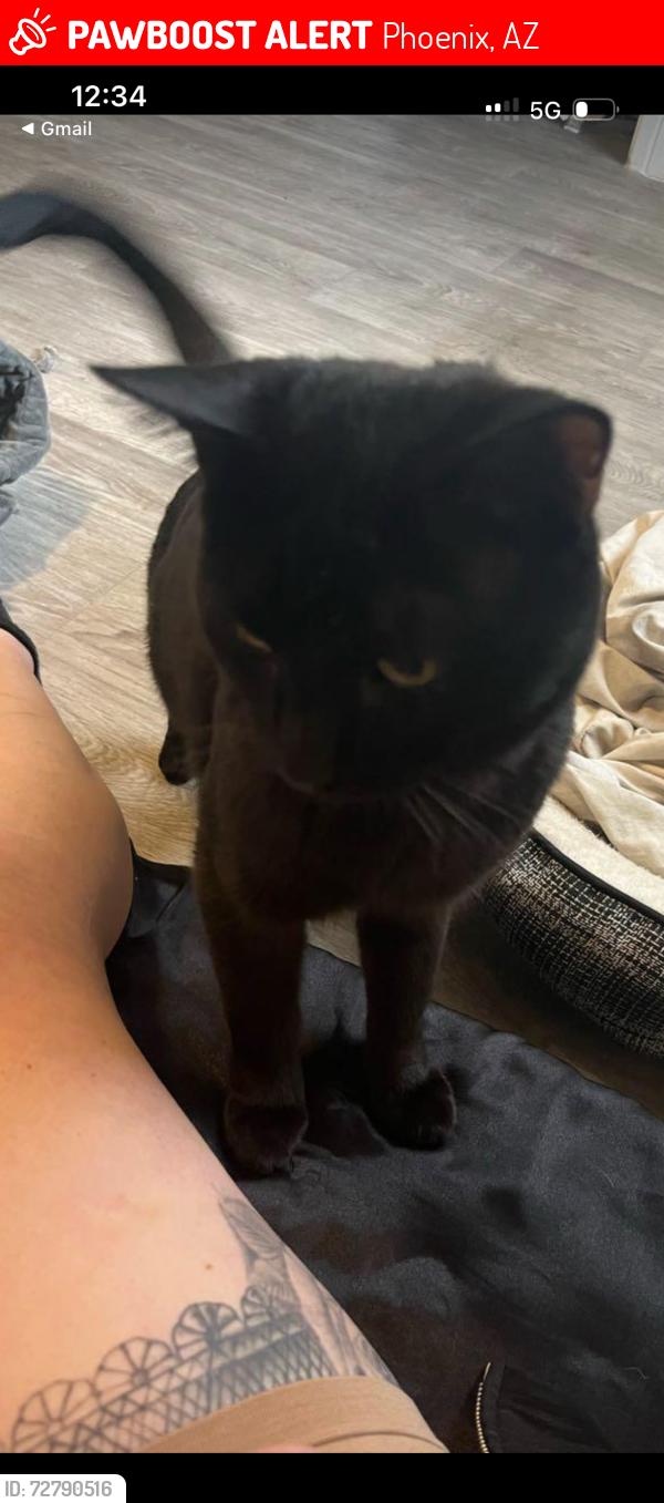 Lost Male Cat last seen Near th Peoria point Tapatio cndmniums , Phoenix, AZ 85020