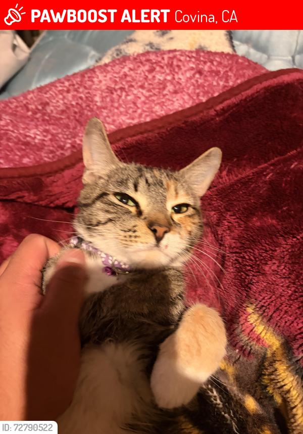Lost Female Cat last seen Near my hse in the trailer s, Covina, CA 91722