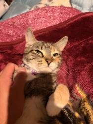 Lost Female Cat last seen Near my hse in the trailer s, Covina, CA 91722