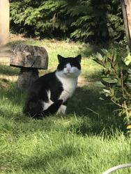 Found/Stray Unknown Cat last seen Walkhurst Rd, Benenden, England TN17 4EN