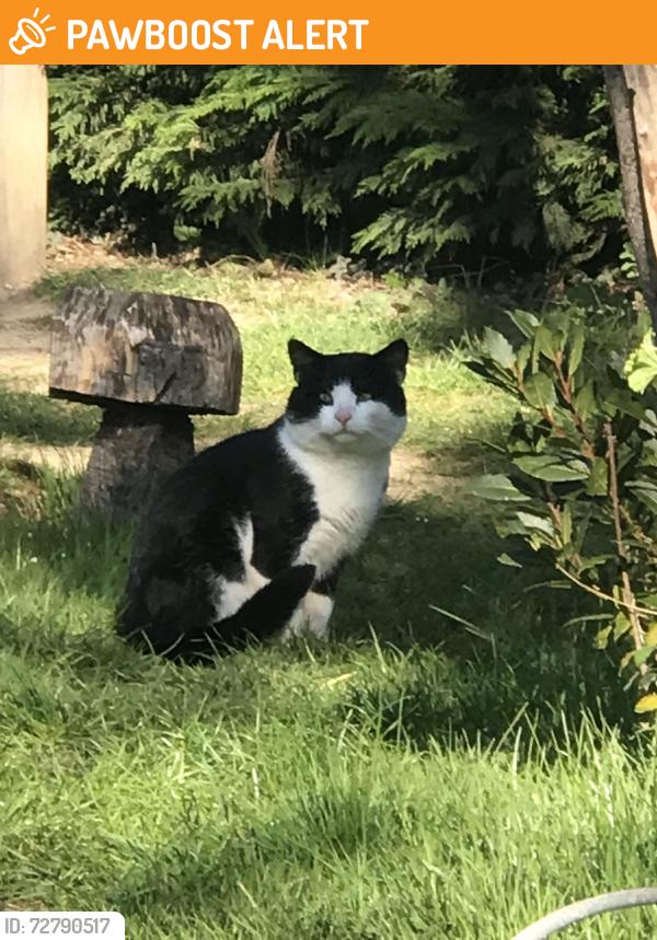 Found/Stray Unknown Cat last seen Walkhurst Rd, Benenden, England TN17 4EN