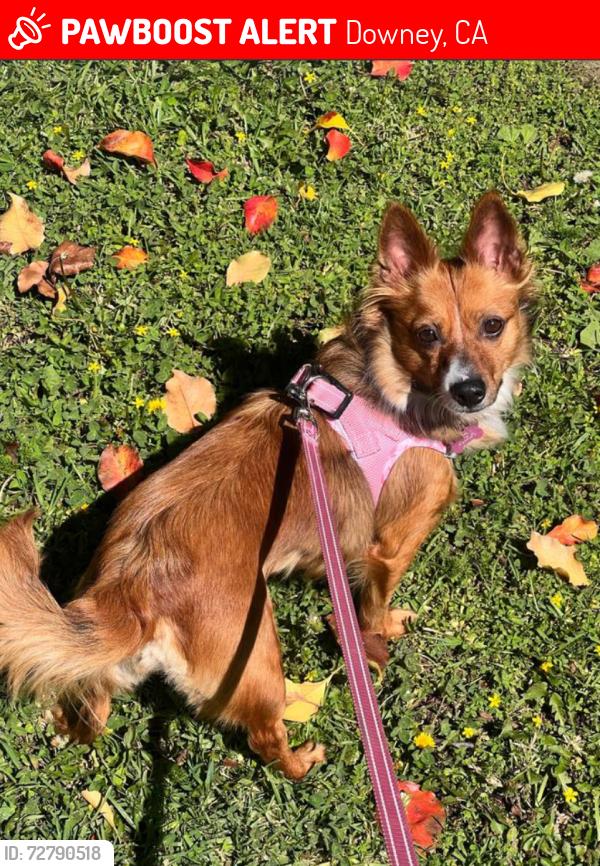 Lost Female Dog last seen Pellet St, Downey, CA 90241