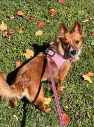 Lost Female Dog last seen Pellet St, Downey, CA 90241