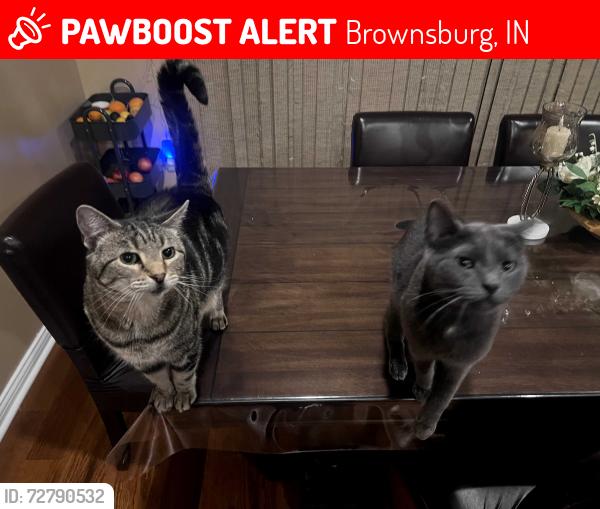 Lost Male Cat last seen Near Glenmore trail, Brownsburg, IN 46112